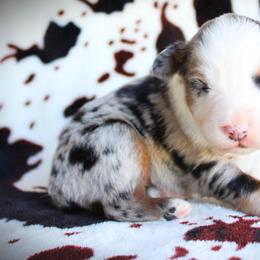 Iron - Blue merle male Miniature Australian Shepherd puppy in Ixonia, Wisconsin from Hunt N Oaks