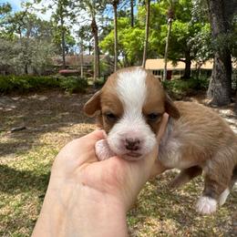 Roy - Sable and white male Cardigan Welsh Corgi puppy in Wekiwa Springs, Florida from It is Corgiland
