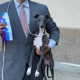 Faye - Italian Greyhound