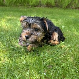 Yorkie boy 2 - Black and tan male Yorkshire Terrier puppy in Massachusetts from Happy Tail Yorkies and Maltese