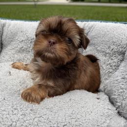 Boy 3 - Liver male Shih Tzu puppy in Tennessee from Cutshall Babies