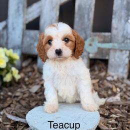 Teacup - Blenheim female Cavapoo puppy in Oxford, Pennsylvania from FriendlyPals