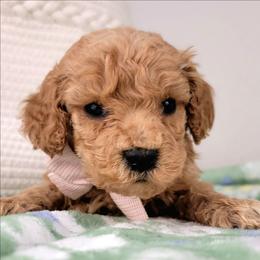 Cookie - Apricot female Goldendoodle puppy in Temecula, California from Oodles O'Doodles