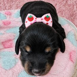 Elsie 2800 - Black and tan female Dachshund puppy in Hendersonville, North Carolina from Snarky Doxy Miniature Dachshunds