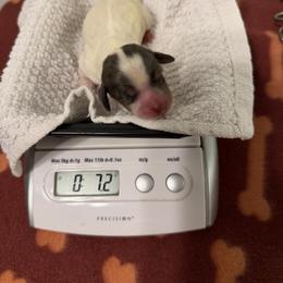 Dapple - Girl 1 - Dapple female Dachshund puppy in Irving, Texas from DFW Dachshunds by G & S