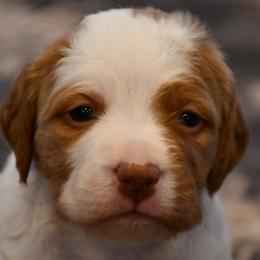 Wesson - Orange and white male Brittany puppy in Hollidaysburg, Pennsylvania from Royal Flush Farms