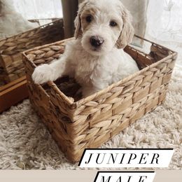 Goldendoodle Puppies from Samara Farms