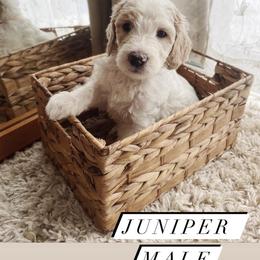 Goldendoodle Puppies from Samara Farms