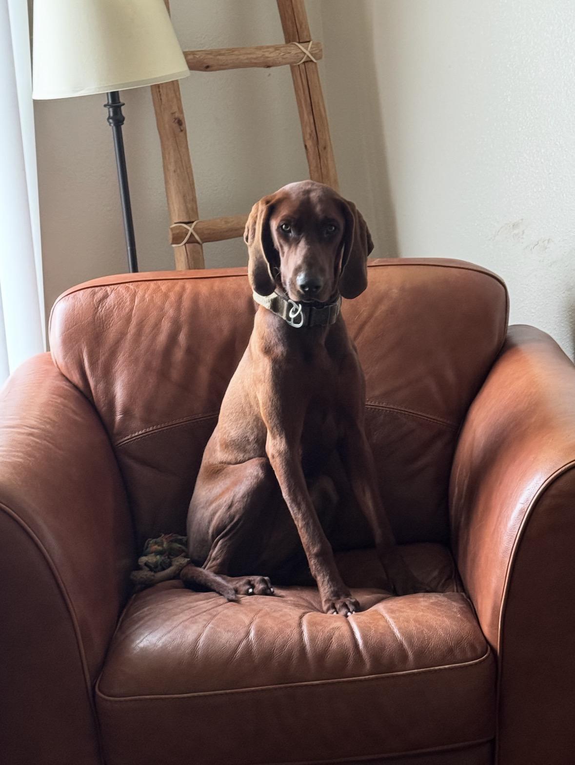 Redbone Ranch in Tennessee | Redbone Coonhound puppies | Good Dog