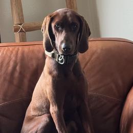 Redbone Coonhounds from Redbone Ranch