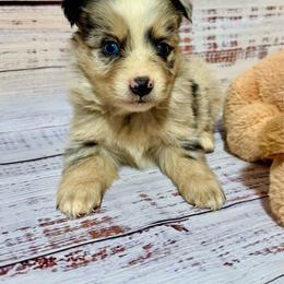 Merle female 2 - Blue merle female Miniature Australian Shepherd puppy in Lemon Cove, California from Magic Ranch Mini Aussies