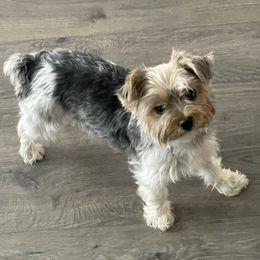 Piper - Yorkshire Terrier