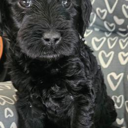 Vivian - Black female Goldendoodle puppy in Kansas City, Missouri from Poppy's Doodles