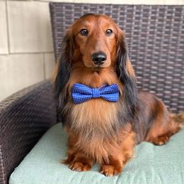 Jovani - Dachshund