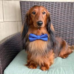 Jovani - Dachshund