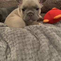 French Bulldog Puppies from LBL Frenchies