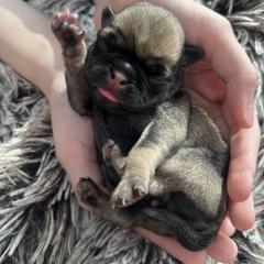 Harry - Fawn male Pug puppy in Greeneville, Tennessee from Bear Mountain Farms