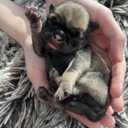 Harry - Fawn male Pug puppy in Greeneville, Tennessee from Bear Mountain Farms