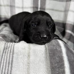 Creed - Black male Labrador Retriever puppy in Great Falls, Montana from Yogo Point Kennels