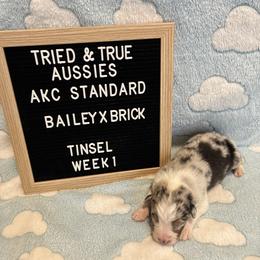Blue merle male - Tinsel - Blue merle male Australian Shepherd puppy in Cotati, California from Tried and True Aussies