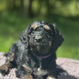 Harmony - Phantom female Goldendoodle puppy in Sanderson, Florida from Serenity Goldendoodles