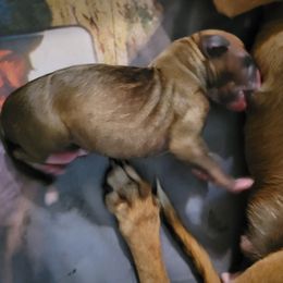 Girl 2 - Sable female Italian Greyhound puppy in Tecumseh, Michigan from Kikit Italian Greyhounds