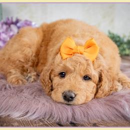 Giggles - Red  female Goldendoodle puppy in Connersville, Indiana from Deaz Doodle Ranch
