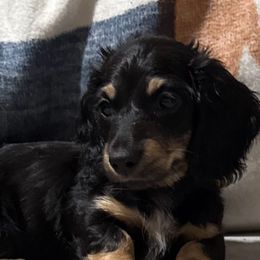 Little boy - Black and cream male Dachshund puppy in Pacific, Washington from Han&Jan Doxie’s