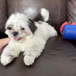 Pebble - Blue and white male Shih Tzu puppy in Lakeland, Florida from Sunshine Shih Tzus