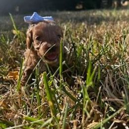 Cavapoo, Cockapoo, Goldendoodle, and Maltipoo Puppies from Perdue Puppies