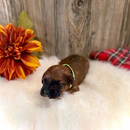 Claus - Brown male Whoodle puppy in Merritt, Michigan from Genesis Family Farm