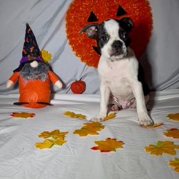 Frankie - Black brindle and white male Boston Terrier puppy in London, Kentucky from Puppy Love