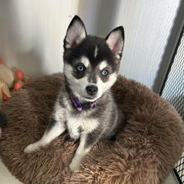 Female Puppy 1 - Black and white female Alaskan Klee Kai puppy in Beverly Hills, Florida from Lucky Charm Klee Kai