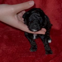 Hot Pink - Black female Poodle puppy in Macon, Georgia from Mystic Mini Poodles