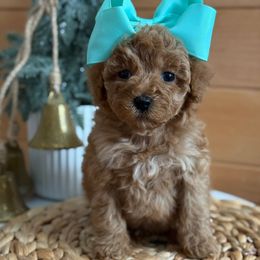 K Purple Girl - Red  female Goldendoodle puppy in Lewisville, Texas from Texas Goldendoodle Lovers