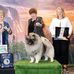 Keeshond Puppies from Windrift Keeshond
