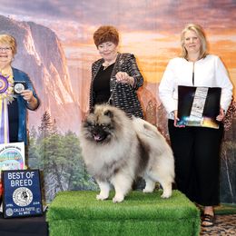 Keeshond Puppies from Windrift Keeshond