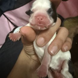 Girl 1 - Red and white female Shih Tzu puppy in Ft Mc Coy, Florida from Everlasting Shih Tzu