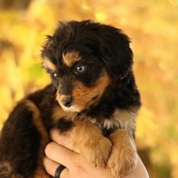 Rori - Black tri-color female Aussiedoodle puppy in Orleans, Indiana from Mae Blossom Puppies
