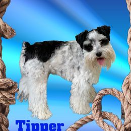 Tipper - Miniature Schnauzer