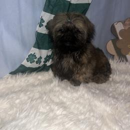 Dirk - Silver gold and white male Shih Tzu puppy in Tenino, Washington from Fantasy Realm Shih Tzus