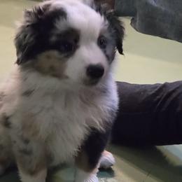 Emma - Blue merle female Miniature American Shepherd puppy in Dayville, Connecticut from Sterling Acres