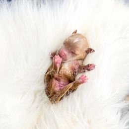 Pink Female 9-15lbs - Red  female Goldendoodle puppy in Cedar City, Utah from Cedar Doodles- Home of the Teddybear Goldendoodle