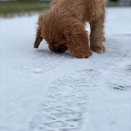Cavalier King Charles Spaniel Puppies from Faithful Friends Cavaliers