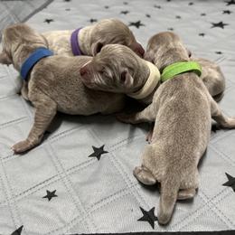 Boy 3 - male Weimaraner puppy in Mount Eden, Kentucky from JK Silver Weimaraners
