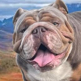 Bulldogs from Precious Paws Bulldogs