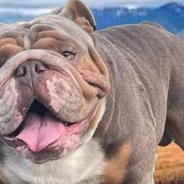 Bulldogs from Precious Paws Bulldogs