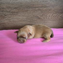 Female 2 - Chocolate and tan female Shih Tzu puppy in Meadows Of Dan, Virginia from Walt’s Shih Tzus