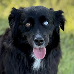 Aussiedoodle, Miniature Australian Shepherd, and Poodle Puppies from Classic K9’s  Aussies & Doodles