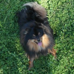Mojo - Pomeranian